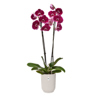 vibes fold orchid high 12,5cm linen white